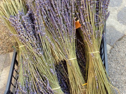 Lavendel Corso
