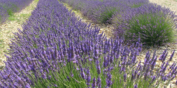 Lavendel