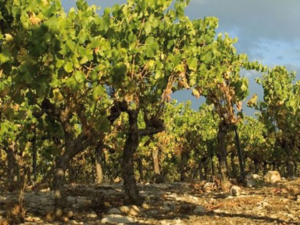 Wijngaard Chateau de Berne