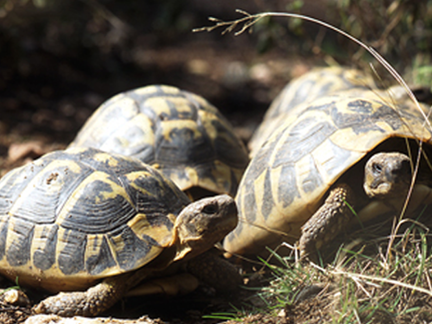 Le village des Tortues