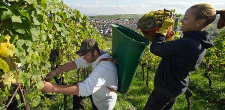 Wijn in de Provence: wat is er met de rosé gebeurd?