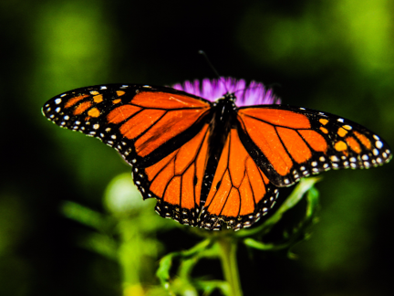 La Maison des Papillons