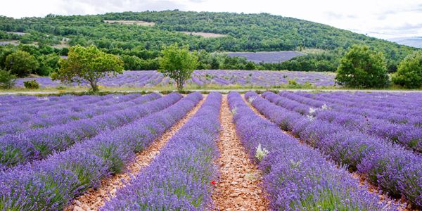 Lavendel in de Gordes