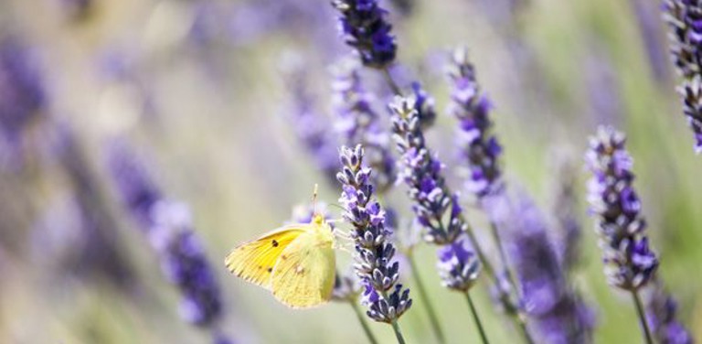 Lavendel, hét symbool van de Provence!